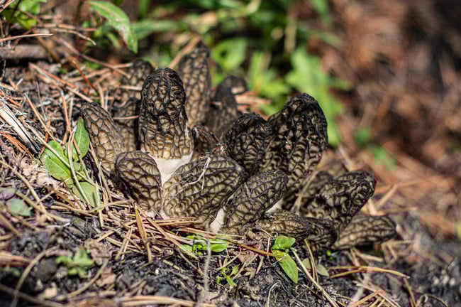 Morilles de Feu