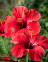 Fleurs d'hibiscus séchées