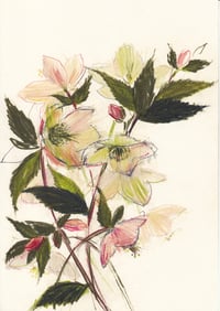 Hellebore study no. 13