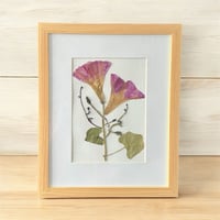 Image 2 of Genuine Morning Glory And Vines Wildflower Art In 8" X 10" Frame (Item# 2021048)