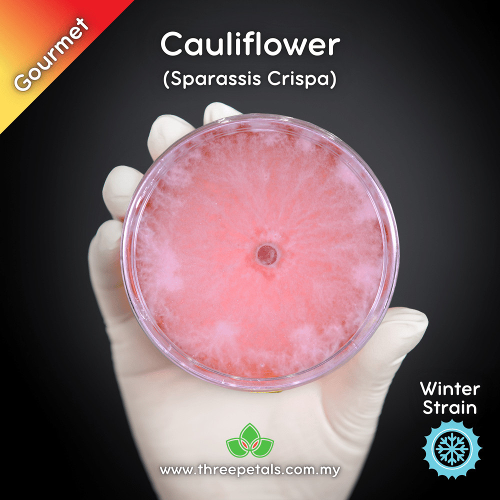 Cauliflower (Sparassis Crispa) Live Mycelium Mushroom Culture Spawn Seed