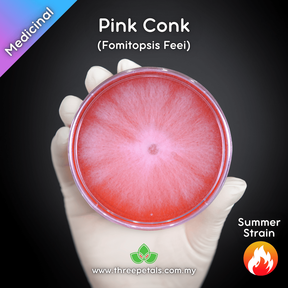 Pink Conk (Fomitopsis Feei) Live Mycelium Mushroom Culture Spawn Seed