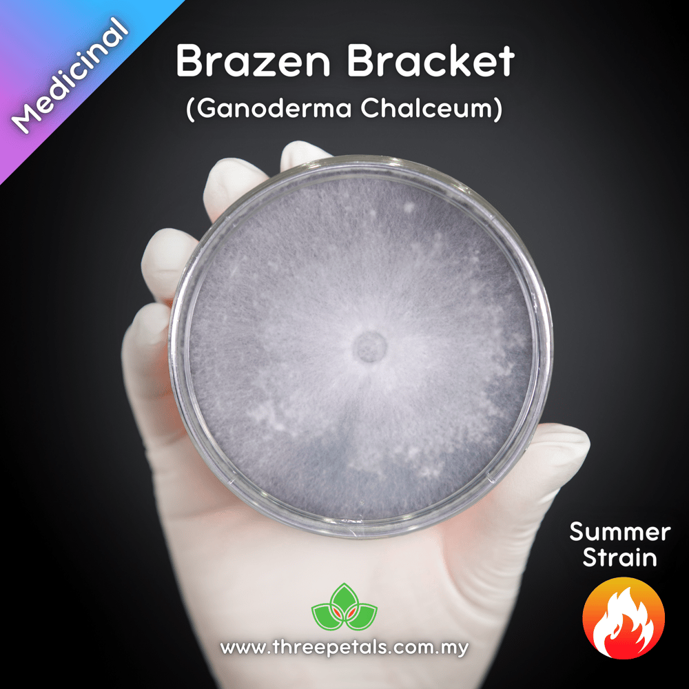 Brazen Bracket (Ganoderma Chalceum) Live Mycelium Mushroom Culture Spawn Seed