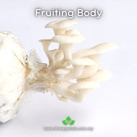 Image 2 of White Oyster (Pleurotus Ostreatus) Live Mycelium Mushroom Culture Spawn Seed