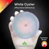 White Oyster (Pleurotus Ostreatus) Live Mycelium Mushroom Culture Spawn Seed