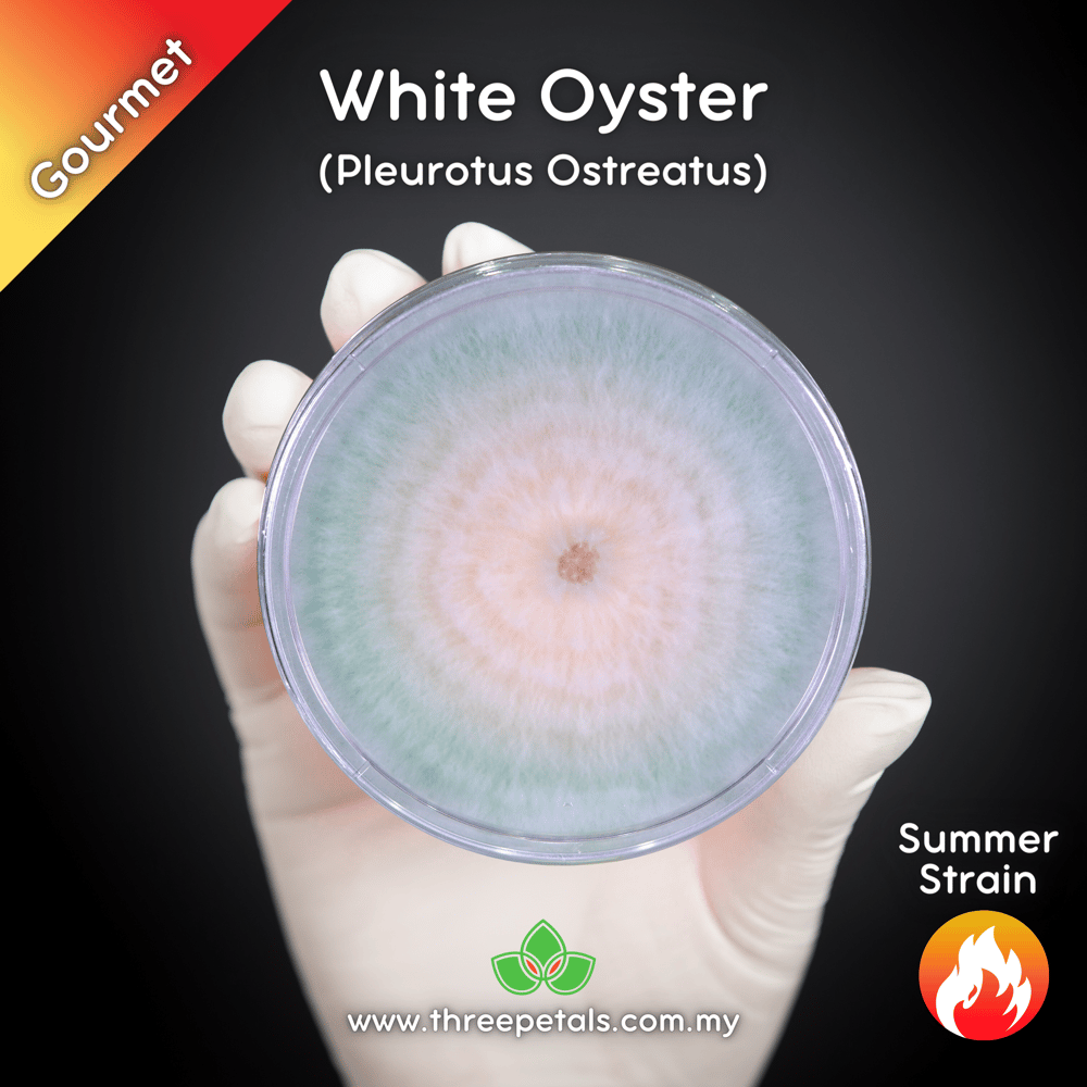 White Oyster (Pleurotus Ostreatus) Live Mycelium Mushroom Culture Spawn Seed