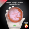 Pearl Fairy Chute (Marasmiellus Sp.) Live Mycelium Mushroom Culture Spawn Seed