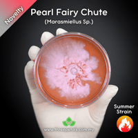 Image 1 of Pearl Fairy Chute (Marasmiellus Sp.) Live Mycelium Mushroom Culture Spawn Seed