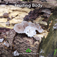 Image 2 of Pearl Fairy Chute (Marasmiellus Sp.) Live Mycelium Mushroom Culture Spawn Seed