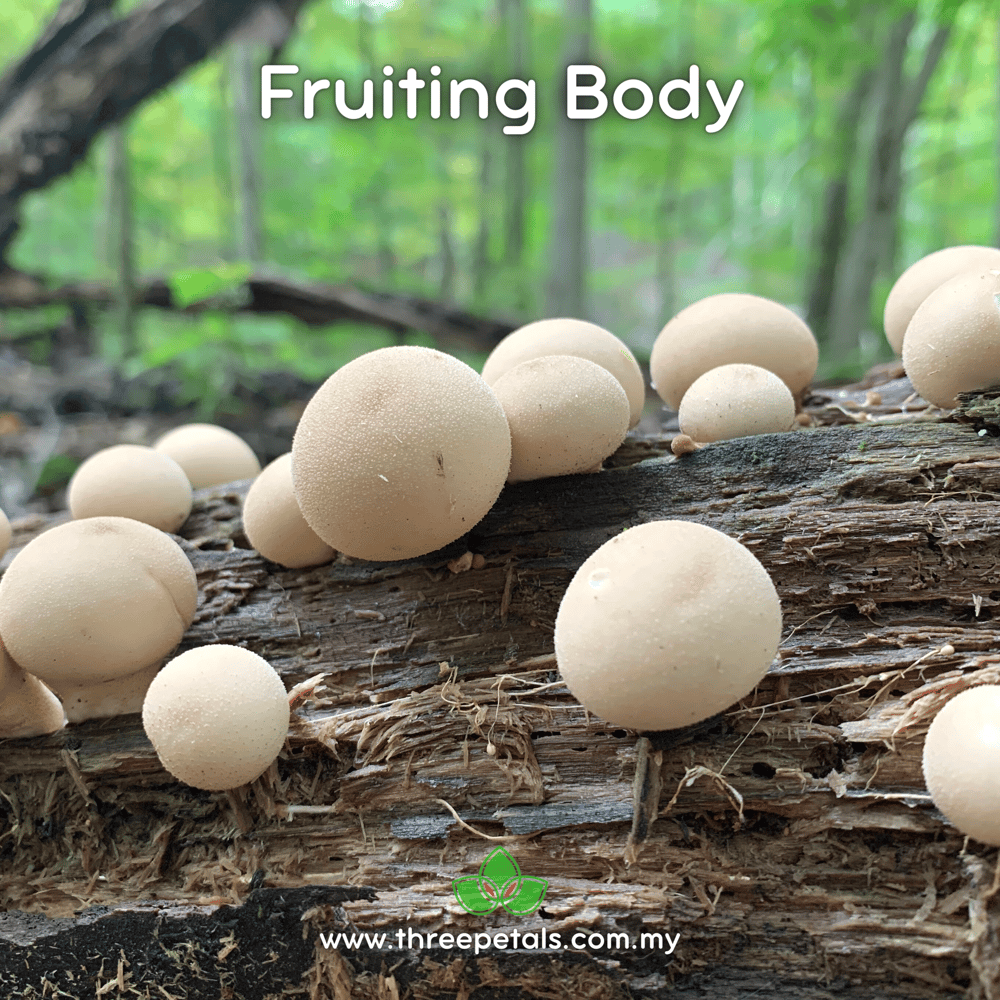 Boba Puffball (Apioperdon Sp.) Live Mycelium Mushroom Culture Spawn Seed