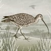 SPRING CURLEW HBD02815