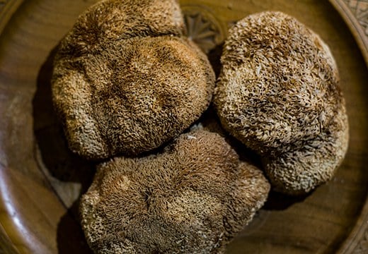 Crinière de Lion Séchée