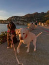 Dog Leash / We ❤️ Leadvillle ~ Great Living @ 10,200’ 