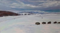 Jabalíes /  Boars