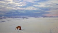Zorro / Fox