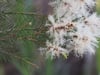 Melaleuca alternifolia - Tea Tree