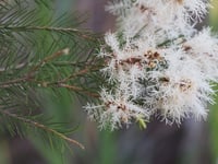Image 1 of Melaleuca alternifolia - Tea Tree