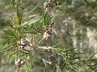 Image 2 of Melaleuca alternifolia - Tea Tree