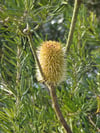 Banksia marginata - Silver banksia