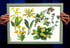 Framed hand painted illustrations - flowers Image 2