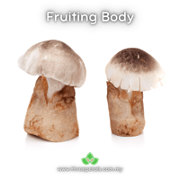 Image 2 of Straw Mushroom CCS (Volvariella Volvacea) Live Mycelium Mushroom Culture Spawn Seed