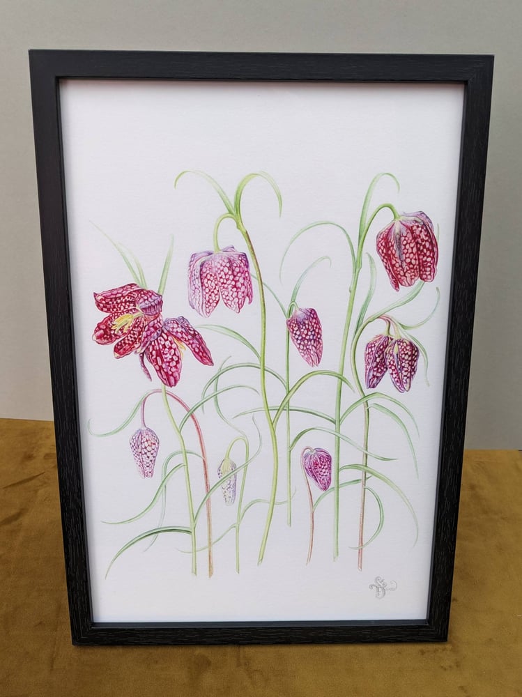 Image of Framed A5 and A4 Snakeshead fritillary Giclée Print