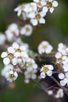 Leptospermum myrsinoides - Silky Tea-Tree