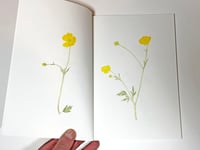 Image 1 of Laurie Clark - 100 Buttercups