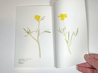 Image 4 of Laurie Clark - 100 Buttercups