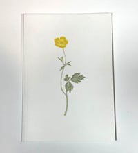 Image 5 of Laurie Clark - 100 Buttercups