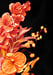 Image of BLOOM !