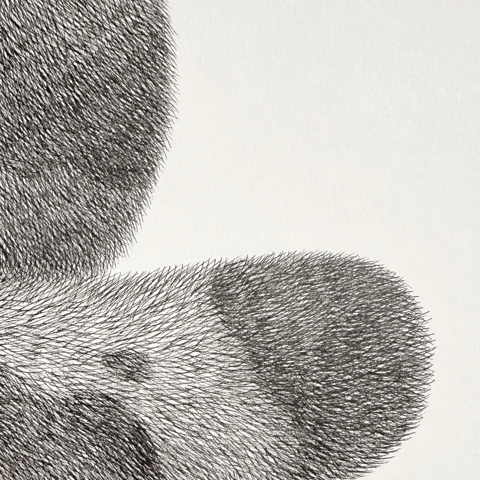 Kitty No.8 Original Artwork | kamweifong