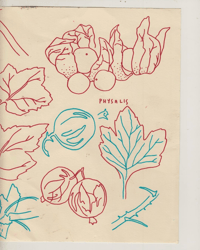 Image 4 of A YEAR IN FRUIT - Wall calendar 