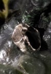 DUAL RING 