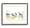 Masked Lapwings A3 Limited Edition (100) Giclée Print