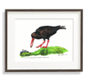 Sooty Oystercatcher A3 Limited Edition (100) Giclée Print