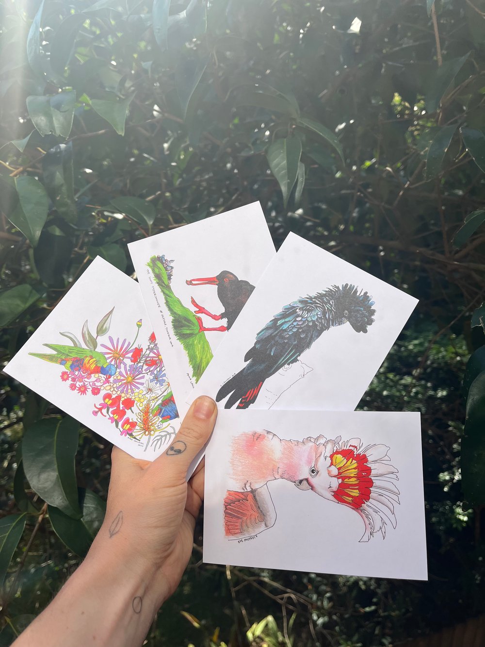 Postcard Pack of 8 - Bird Portraits