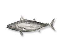 Aku - Skipjack Tuna