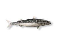 Image 3 of Mackerel - Pacific Chub