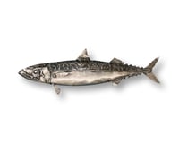 Image 2 of Mackerel - Pacific Chub