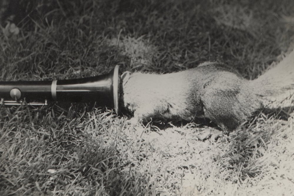 Image of Anonyme: squirrel with clarinet, ca. 1960s