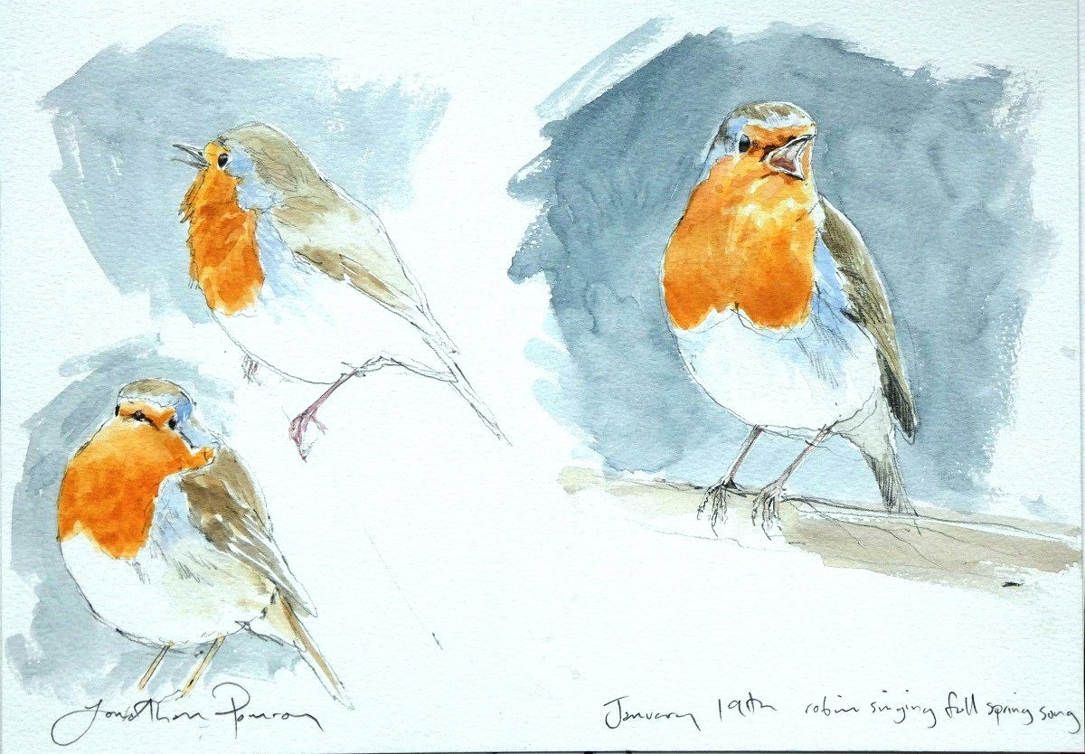 Image of Robin studies