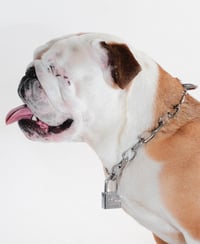 Image 5 of 550BC - ULTRA Limited Edition Dog Chain