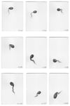 Gall Ink Acorn Root (Beuys’ Acorns – study) 2023