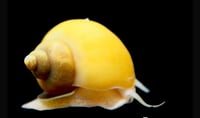 Gold Mystery Snail 