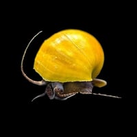 Jade Mystery Snail 