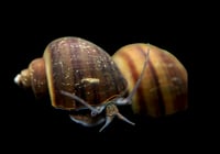  Black Mystery Snail