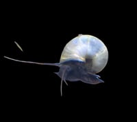 Blue Mystery Snail 