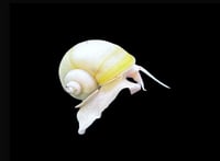 Ivory Mystery Snail 