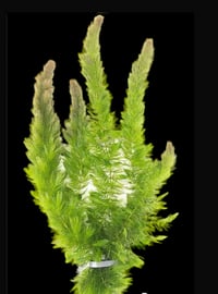 Hornwort 